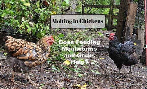 grubs  mealworms    molting molt grubs chicken health