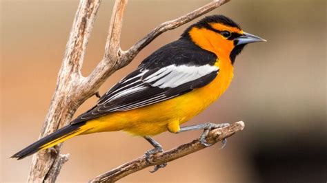 orange breasted birds  complete guide daily birder