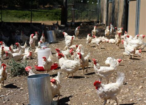 1 200 California Chickens Find Asylum In Upstate New York Thanks To