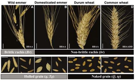 wheat domestication syndrome wheat spikes showing  brittle  scientific