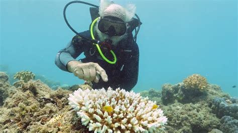Great Barrier Reef Suffers Third Mass Bleaching In Five Years Bbc News
