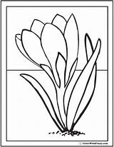 Spring Crocus Coloring Flowers Pages Early Flower Printable Color Colouring Getcolorings Colorwithfuzzy 59kb sketch template