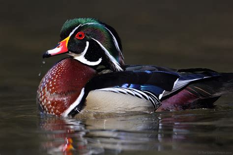 wood duck drake