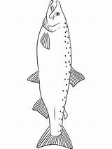 Coloring Pages Salmon Fish Recommended sketch template