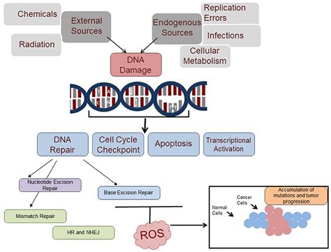 dna repair types definition  importance protein biosynthesis