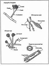 Fungi Choose Board sketch template