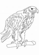 Eagle Harpy Getdrawings Drawing Coloring sketch template