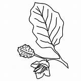 Leaf Trees Coloring Pages Leaves Gif sketch template