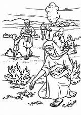 Bible Bibel Ausmalbilder Manna Lydia Quail Momjunction sketch template