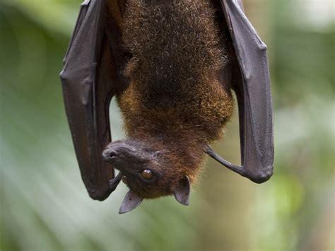 fruit bat bat facts  information