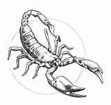 Scorpion Astrologie Escorpion Scorpio Skorpion Krebs Coloriages Malvorlagen Escorpiones Zodiacali Segni Tatouage Zodiaco Astrology Signos Dessins Stress Disegni Erwachsene Coloreando sketch template