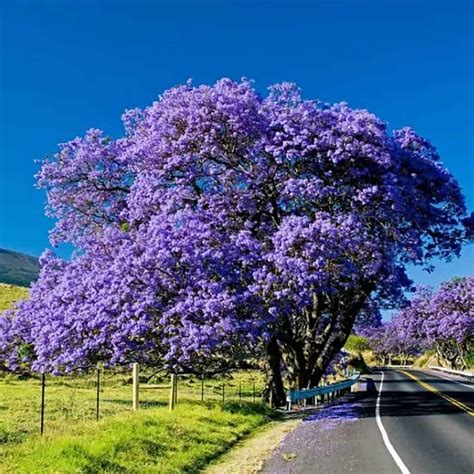 blue purple jacaranda mimosifolia tree shrub heirloom plantly