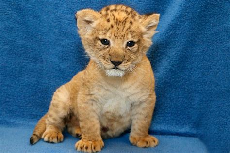 real cub     create  lion kings simba small joys