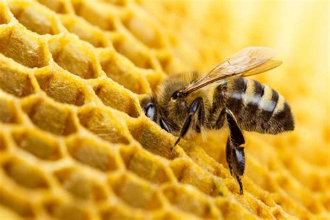 día mundial de las abejas ¿por qué son tan importantes para el mundo