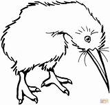 Bird Kiwi Coloring Clipart Drawing Outline Pages Cliparts Clip Kiwis Printable Line Color Supercoloring Zealand Gif Clipartbest Edhelper Library Categories sketch template