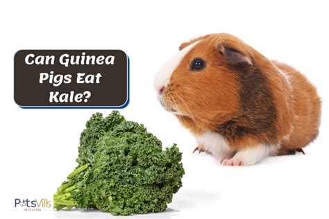 guinea pig eat leaf greeland