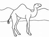 Camel Coloring Camels Lying Samanthasbell Coloringbay Webstockreview sketch template