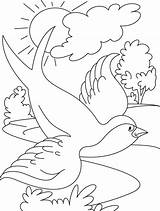Coloring Bird Flying Swallow Pages Drawing Kids Printable Colouring Outline Enjoy Drawings Getdrawings 42kb sketch template