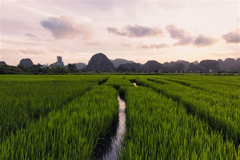 itap  rice fields  vietnam  sunset ritookapicture