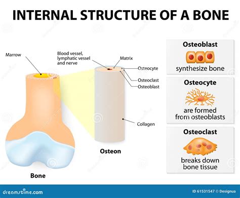 internal structure   bone stock vector image