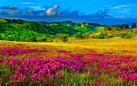 meadow with purple flowers hills with trees and green grass sky clouds desktop wallpaper hd