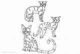 Warrior Coloring Cats Pages Three Printable Kids Color Print sketch template