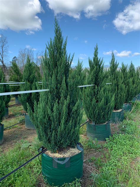 juniperus chinensis blue point juniper arbor fields