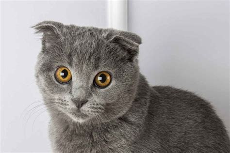 feline breed profile   scottish fold cats ellevet sciences