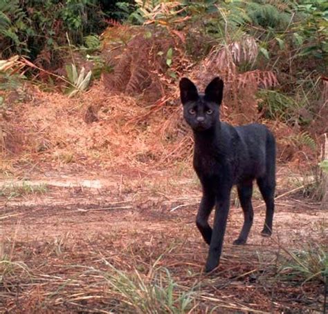 black dog standing  top   dirt field   grass  trees   background