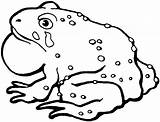 Toad Coloring Pages Drawing Cane Clipart Kids Printable American sketch template