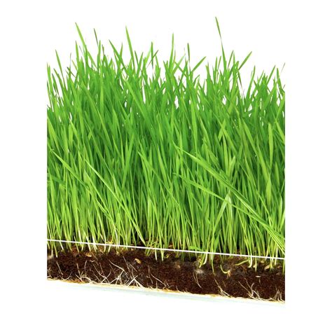 microgreen organic wheatgrass  pack refill pre measured soil seed
