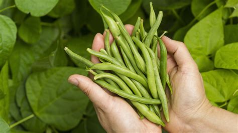 tips  add flavor  green beans