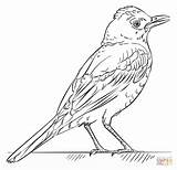 Coloring Robin Bird Red Draw Printable Pages Drawing Step Tutorials Trinidad Supercoloring Colouring Robins Kids Birds Beginners Looking Cocorico Template sketch template