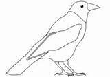 Crow Coloring Realistic American sketch template