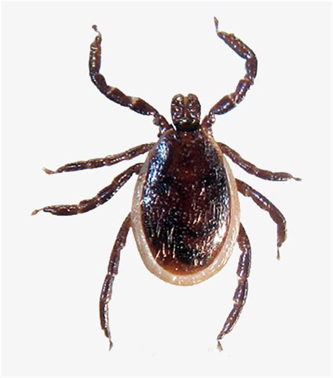 tick png photoshop ticks  southern ontario transparent png