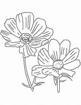 Cosmos Coloring Blooming Pages sketch template