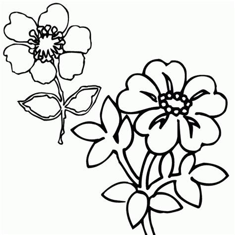 printable wildflower coloring pages coloring kids pinterest