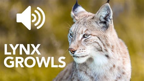 Lynx Growls Sound Effect Copyright Free Youtube