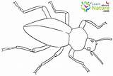 Beetle Coloring Beetles Pages sketch template