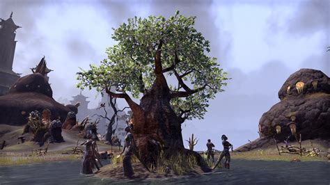 sapling elder scrolls fandom powered  wikia