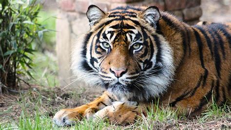 sumatran tiger expedition top indonesia holidays