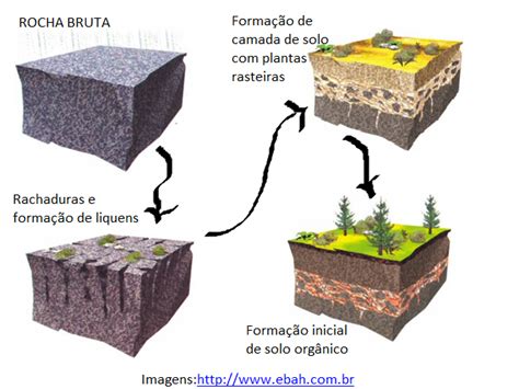 ciências naturais 5º ano