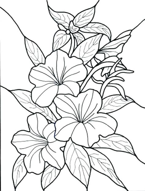 jungle plants coloring pages  getdrawings