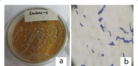 typical colony characteristics   isolates grown