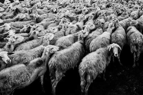 examples  herd mentality    avoid falling   learning mind