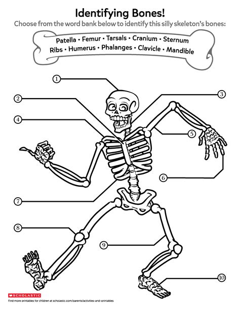 learning  bones worksheets printables scholastic parents