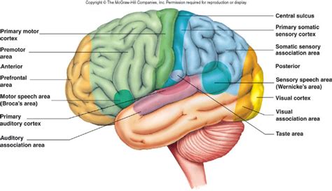 primary motor cortex google search brain cortex motor cortex