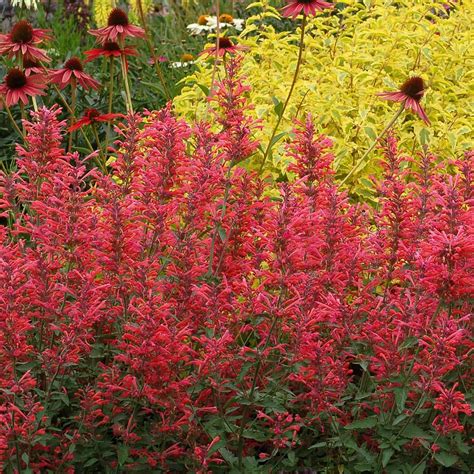 agastache kudos coral terra nova nurseries