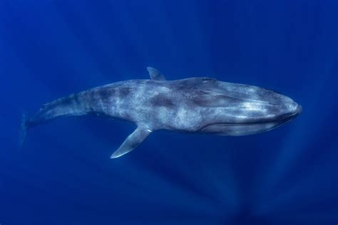 blue whale ecology prime