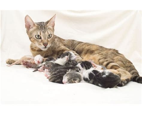 Kitten Care Advice On Kittens And Newborns Cats Protection